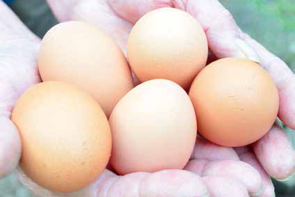 卵黄油作り体験 生みたてたまご